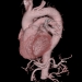 CT: 3D Heart and aorta