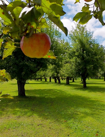 Our apple orchard